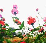 秋英 大波斯菊 波斯菊 秋樱