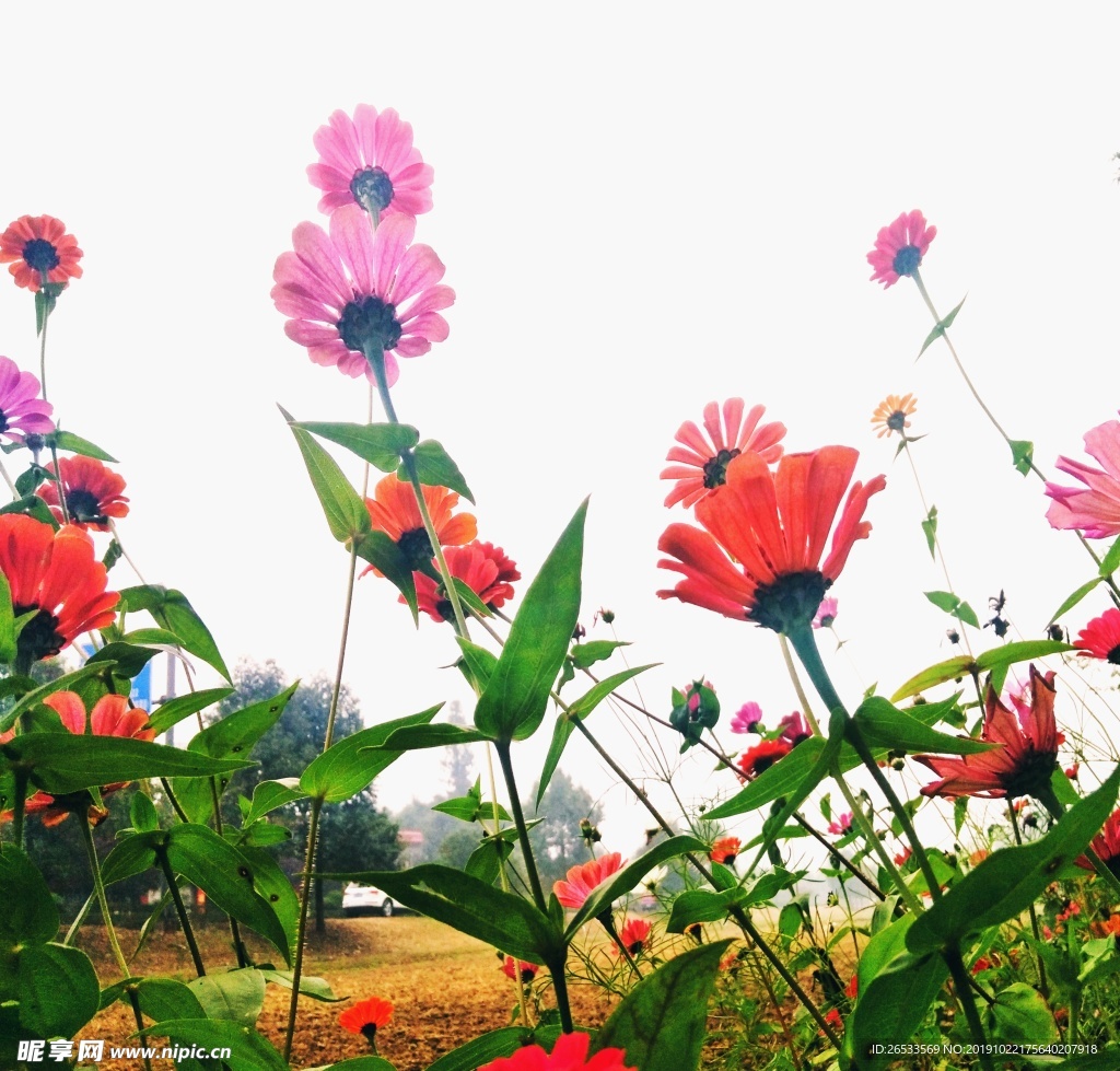 秋英 大波斯菊 波斯菊 秋樱