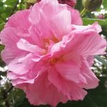 木芙蓉 华木 地芙蓉 拒霜花