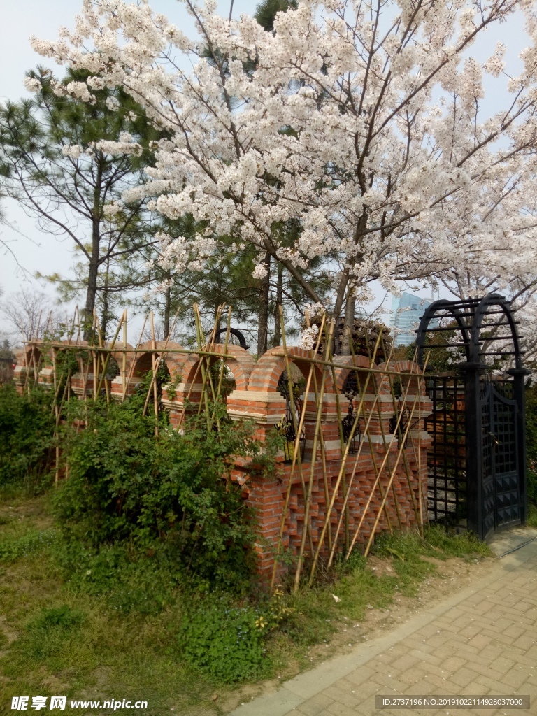 樱花