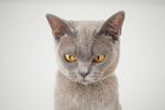 英短 英国短毛猫宠物