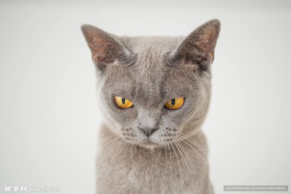 英短 英国短毛猫宠物