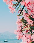 鲜花