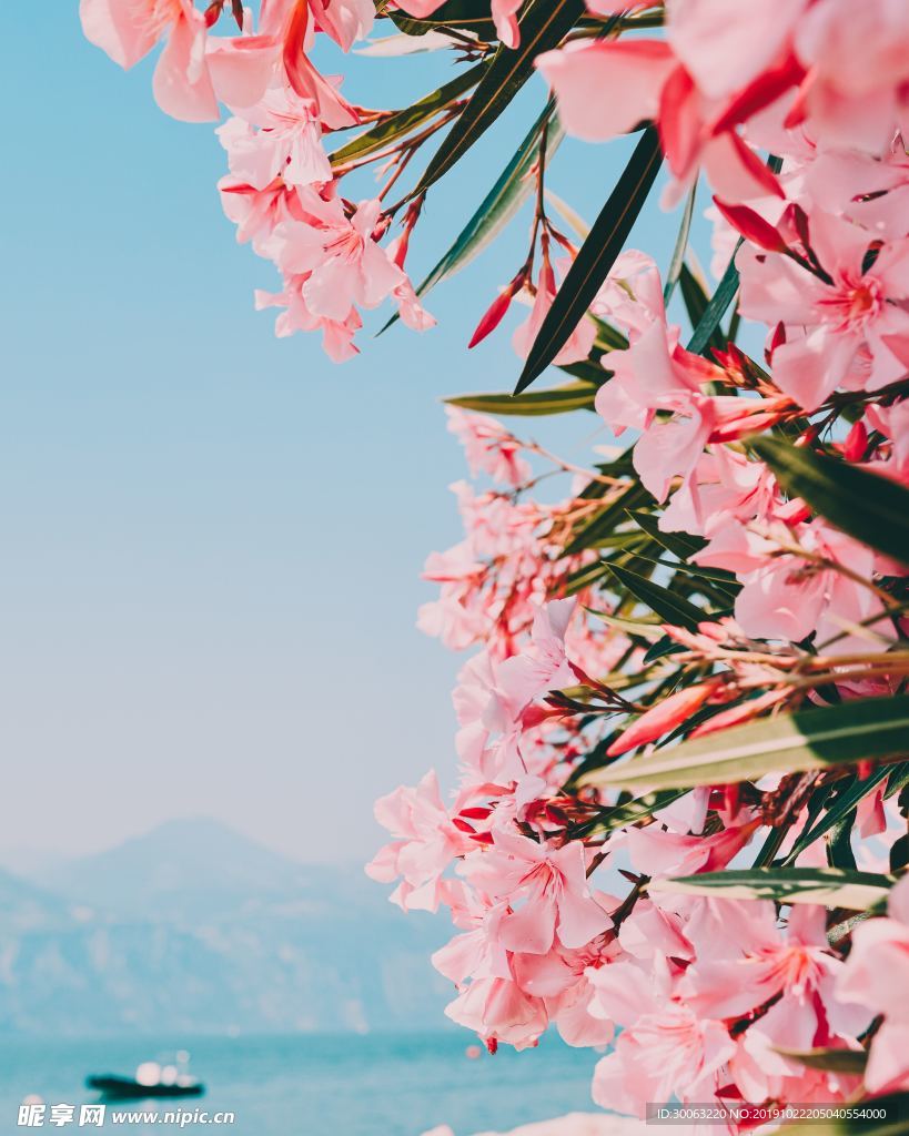 鲜花