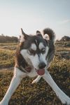 狗