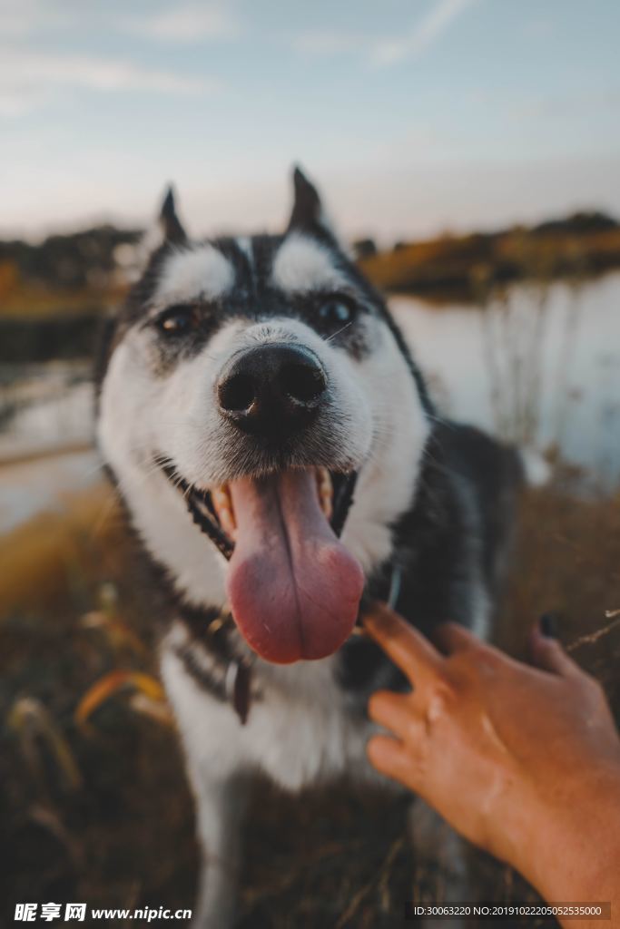 狗