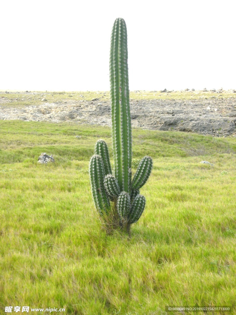 仙人掌