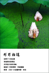 鸭子