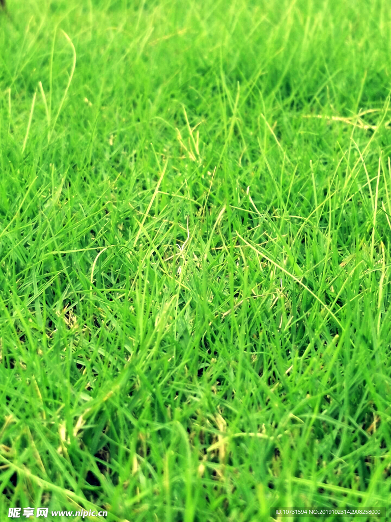 草地