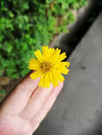 小花
