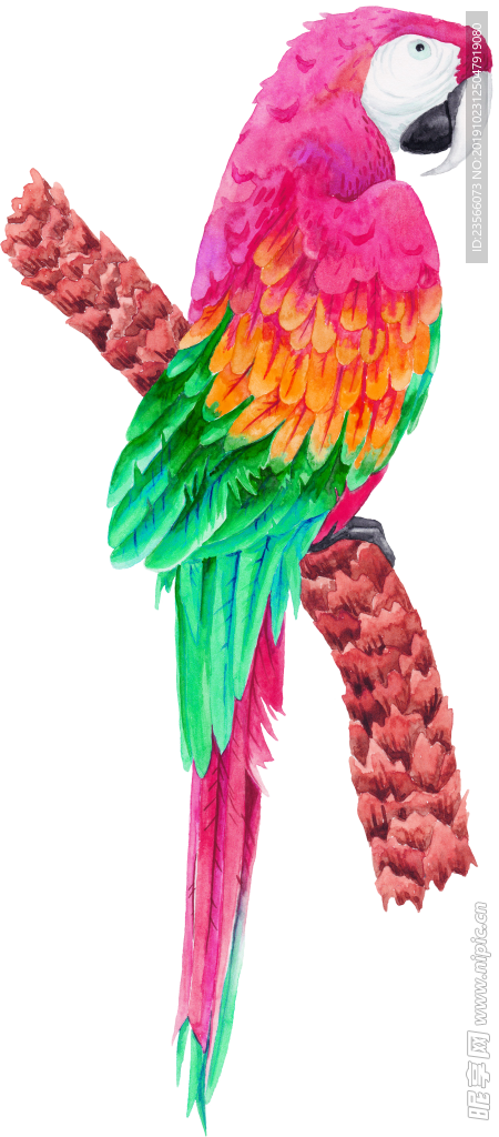 热带动物鹦鹉插画