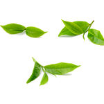 茶叶
