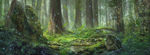 森林banner