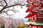 樱花