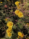 黄色的花六月菊