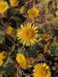 黄色的野花旋覆花