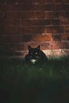 可爱猫咪宠物