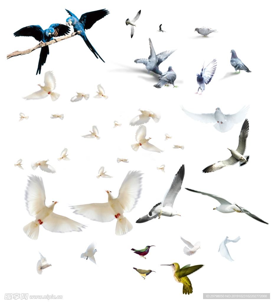 透明免扣图飞翔的鸟