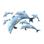 蓝海豚