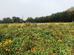 花 野花  高清背景