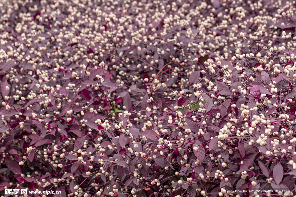 花