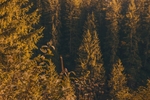 森林树木风景植物背景