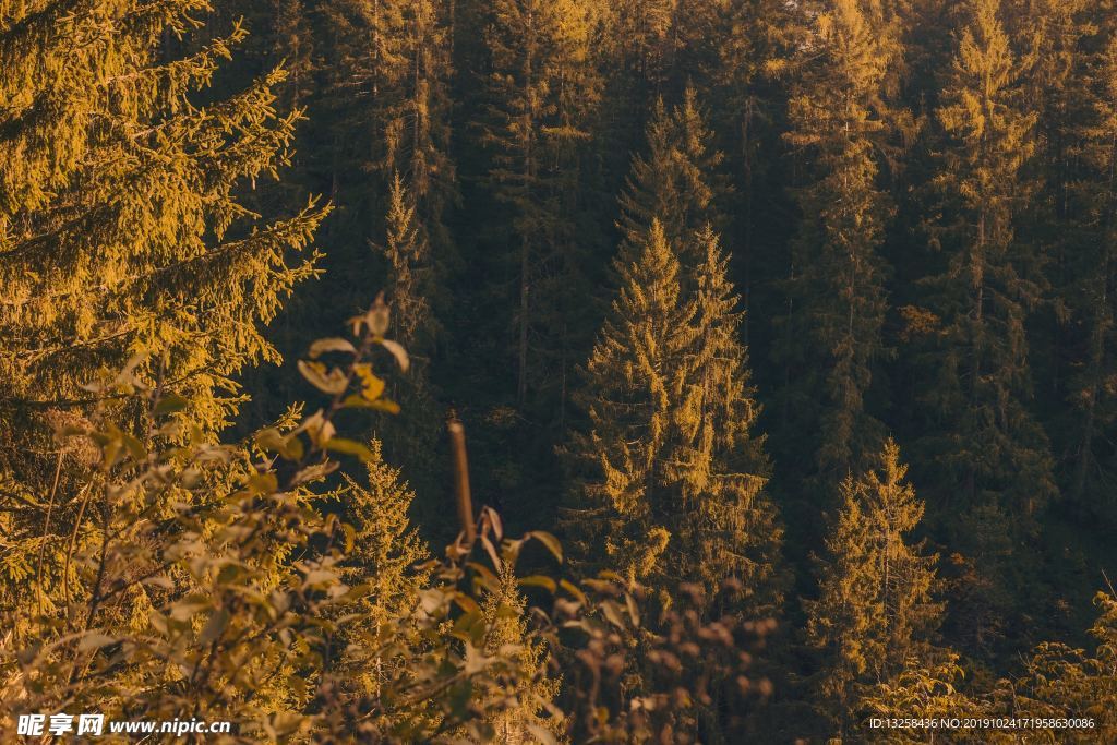 森林树木风景植物背景