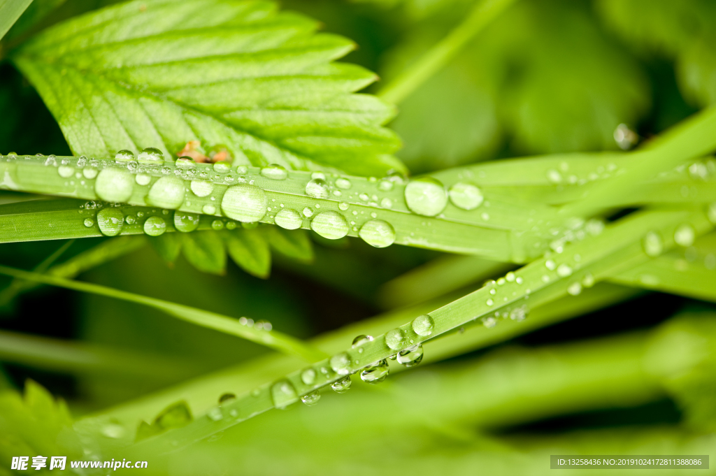 绿色树叶露珠草丛植物