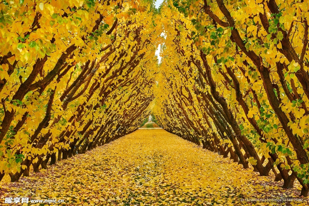 树林小路落叶树木风景