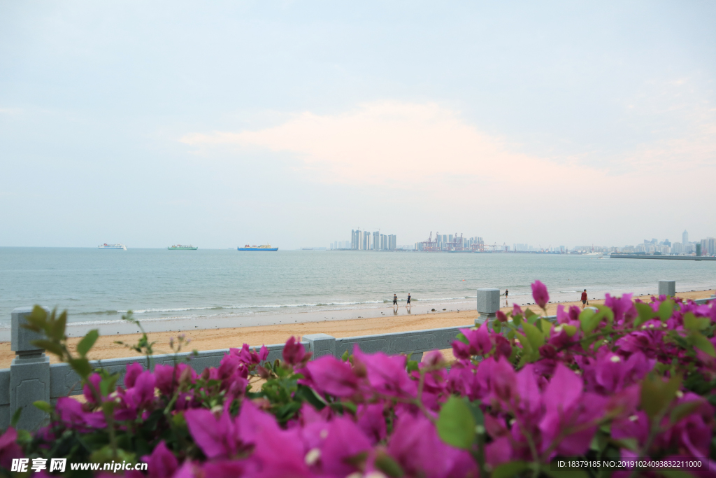 海边三角梅