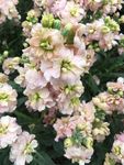 花卉