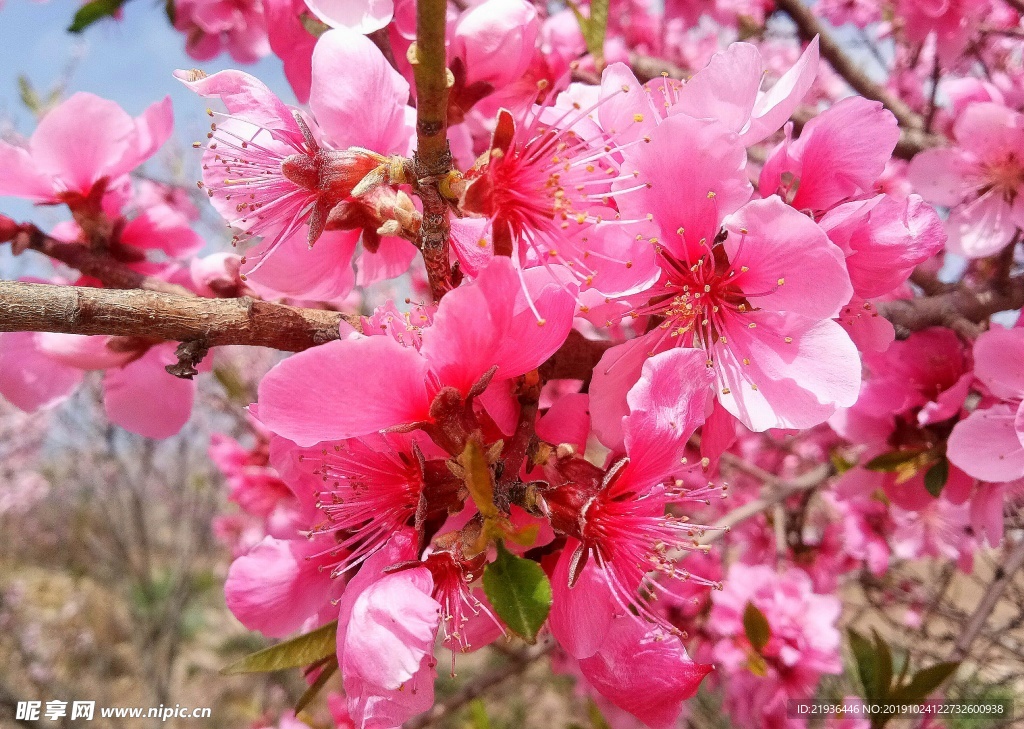 桃花