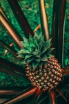 菠萝
