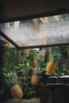菠萝