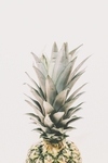 菠萝