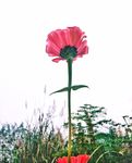 花卉 植物 绽放 百日菊