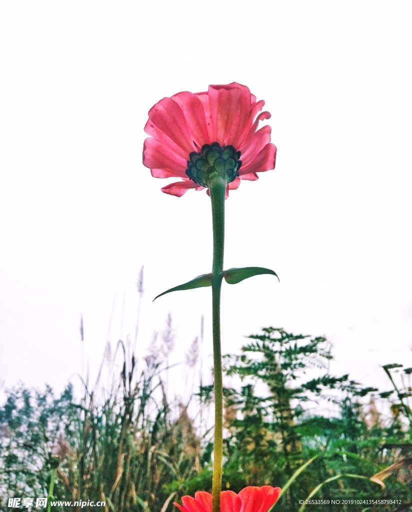 花卉 植物 绽放 百日菊