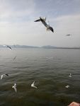 海鸥