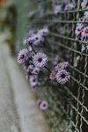 小花