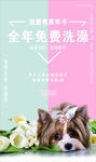 宠物海报