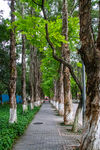 道路边树木延伸路边灌木延伸图