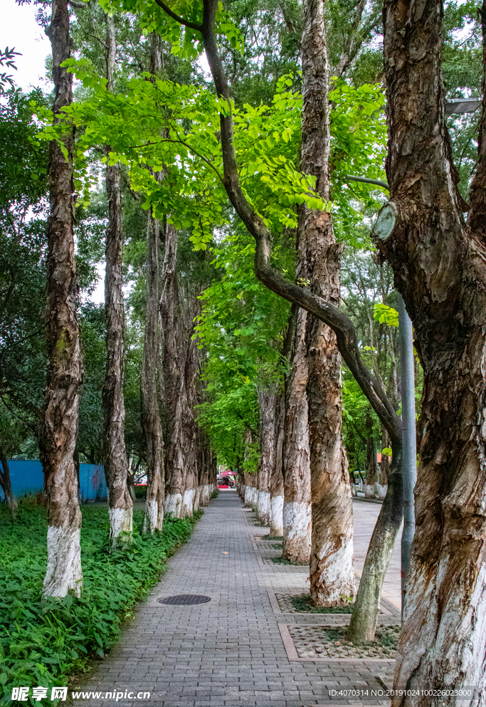 道路边树木延伸路边灌木延伸图