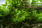 植物园