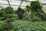 植物园