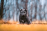 狐狸 红狐狸 火狐狸 动物
