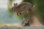 兔子 白兔 动物 哺乳 饲养