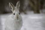 兔子 白兔 动物 哺乳 饲养