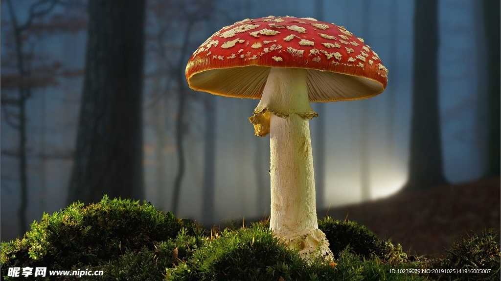 奇怪的蘑菇