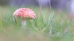 奇怪的蘑菇