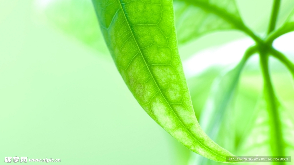 植物壁纸